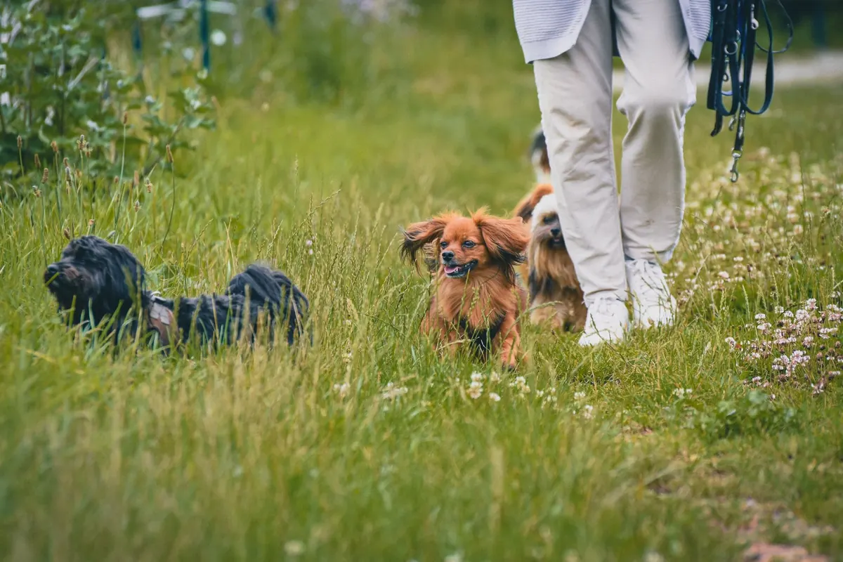 8 Common Dog Training Mistakes New Owners Make (and How to Fix Them)