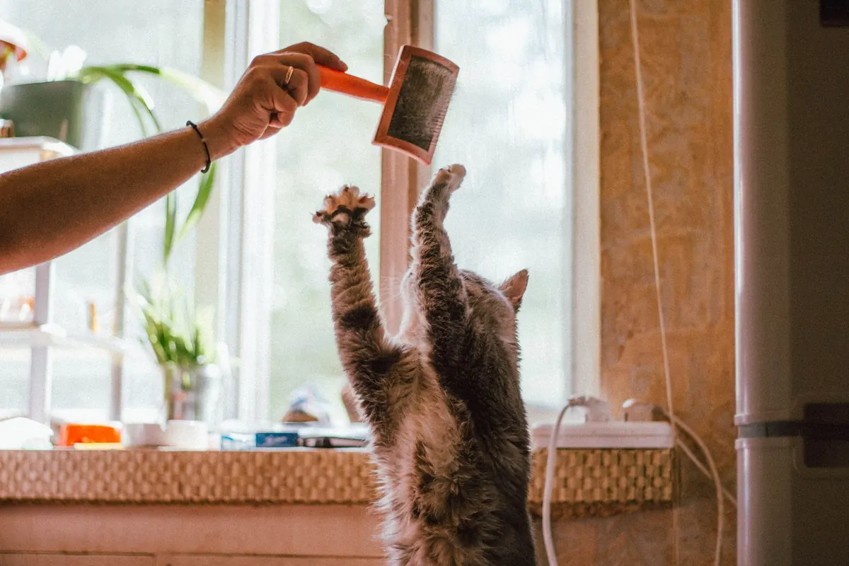 Home Grooming Checklist for Long-Haired Cats: 10 Steps