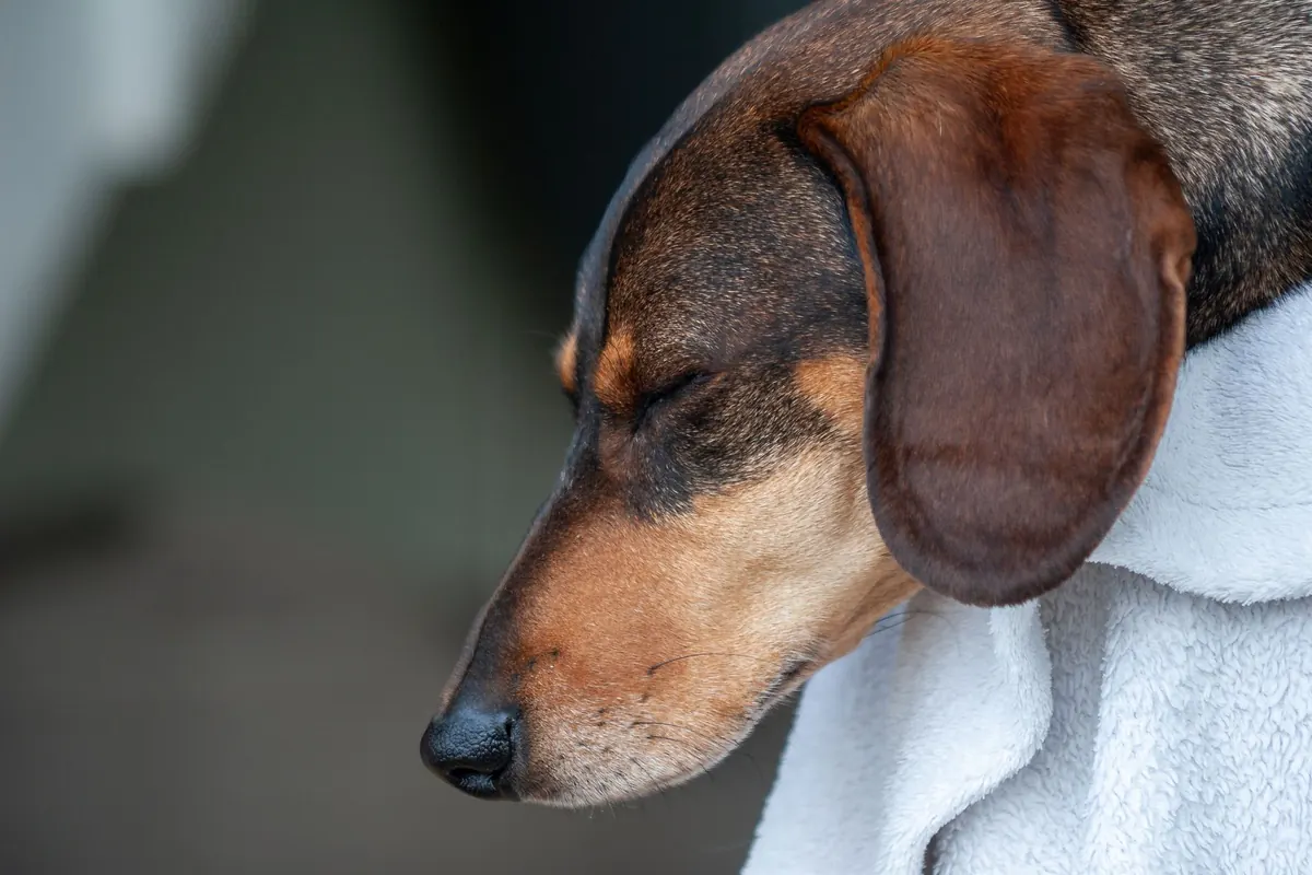 How Often Should You Groom Your Dog in Devon's Wet Climate?