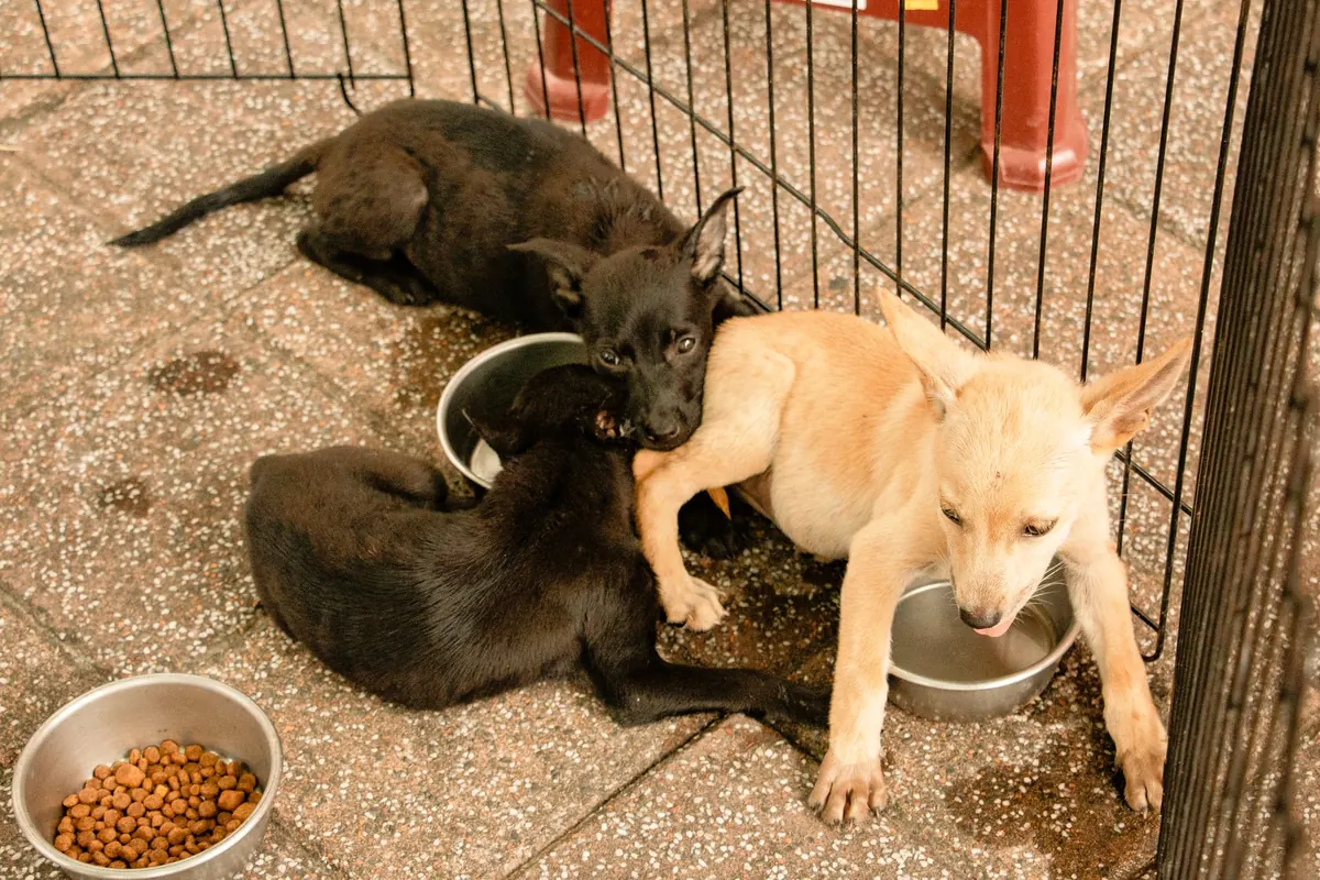 Pet Shop Starter Kit: What You Actually Need for a New Puppy