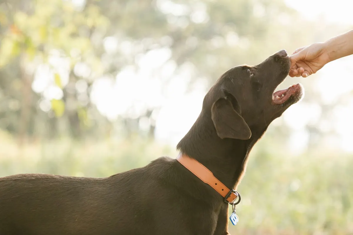 Puppy Training Week by Week: The First 16 Weeks at Home