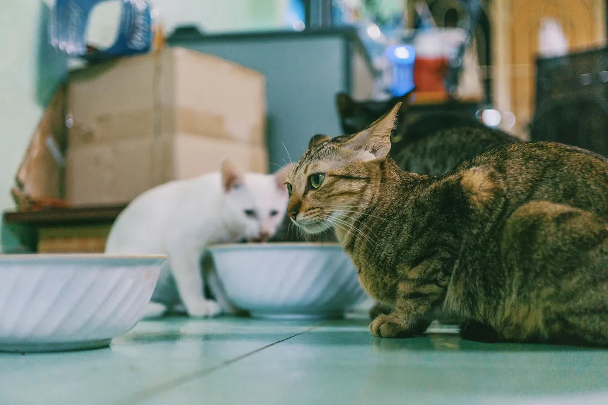 Raw, Wet or Dry Food? How to Read a Pet Food Label Properly