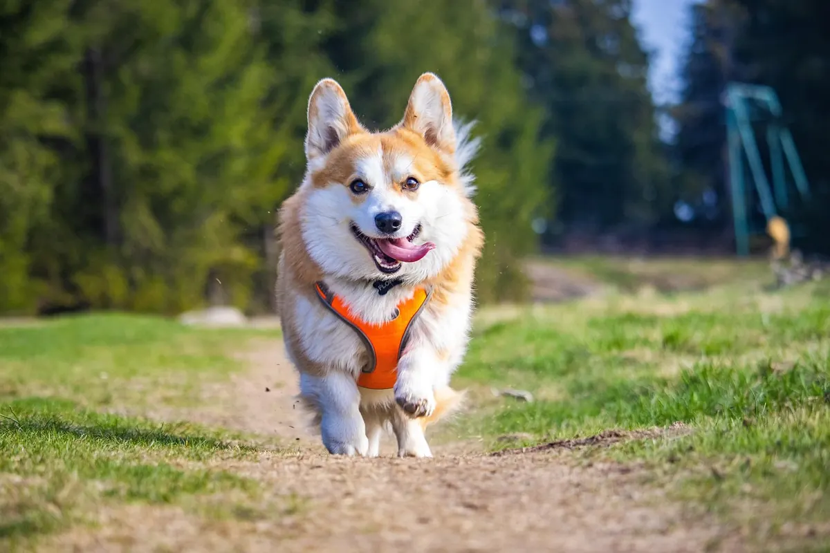 Ticks, Fleas and Lungworm in Devon: A Month-by-Month Prevention Calendar